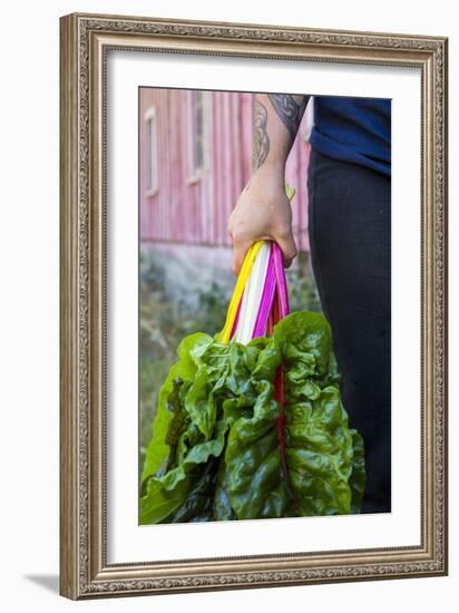 Farmers Hands Holding Bright Lights Chard-Justin Bailie-Framed Photographic Print