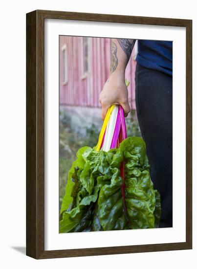 Farmers Hands Holding Bright Lights Chard-Justin Bailie-Framed Photographic Print