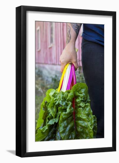 Farmers Hands Holding Bright Lights Chard-Justin Bailie-Framed Photographic Print