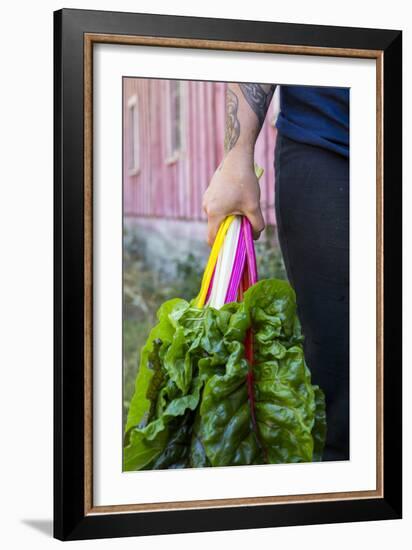 Farmers Hands Holding Bright Lights Chard-Justin Bailie-Framed Photographic Print