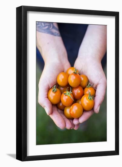 Farmers Hands Holding Tomatoes-Justin Bailie-Framed Photographic Print