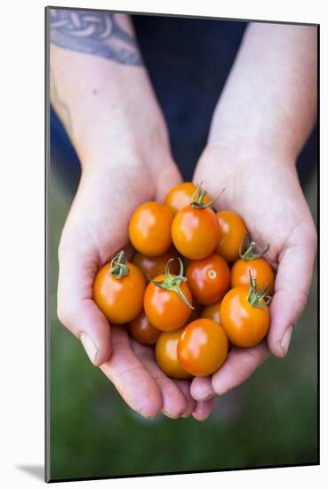 Farmers Hands Holding Tomatoes-Justin Bailie-Mounted Photographic Print