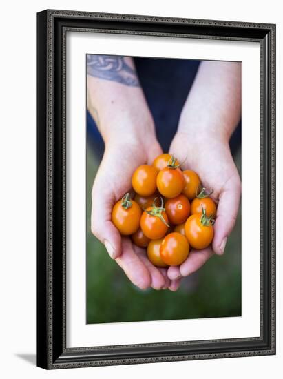 Farmers Hands Holding Tomatoes-Justin Bailie-Framed Photographic Print