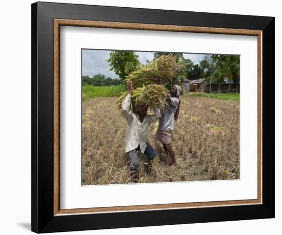 Farmers Harvesting Ripe Rice, Koch Bihar, West Bengal, India, Asia-Eitan Simanor-Framed Photographic Print