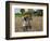 Farmers Harvesting Ripe Rice, Koch Bihar, West Bengal, India, Asia-Eitan Simanor-Framed Photographic Print