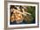 Farmers Market II-Erin Berzel-Framed Photographic Print