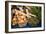 Farmers Market II-Erin Berzel-Framed Photographic Print