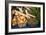 Farmers Market II-Erin Berzel-Framed Photographic Print