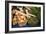 Farmers Market II-Erin Berzel-Framed Photographic Print