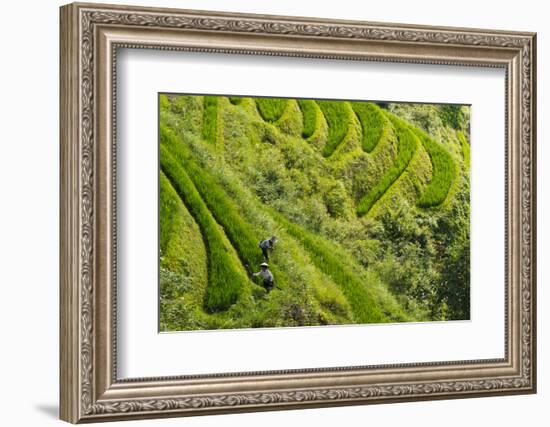 Farmers on the Rice Terrace, Longsheng, Guangxi Province, China-Keren Su-Framed Photographic Print