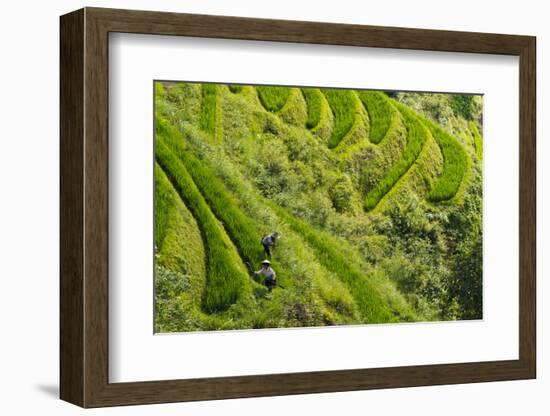 Farmers on the Rice Terrace, Longsheng, Guangxi Province, China-Keren Su-Framed Photographic Print