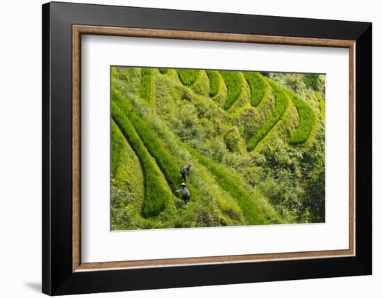 Farmers on the Rice Terrace, Longsheng, Guangxi Province, China-Keren Su-Framed Photographic Print