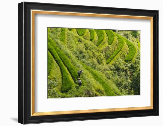 Farmers on the Rice Terrace, Longsheng, Guangxi Province, China-Keren Su-Framed Photographic Print