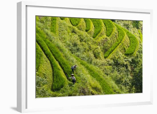 Farmers on the Rice Terrace, Longsheng, Guangxi Province, China-Keren Su-Framed Photographic Print