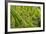 Farmers on the Rice Terrace, Longsheng, Guangxi Province, China-Keren Su-Framed Photographic Print