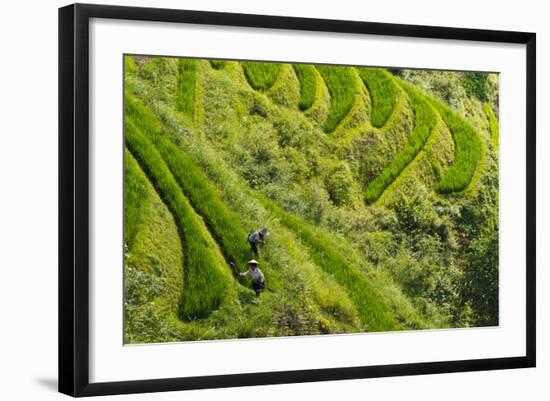 Farmers on the Rice Terrace, Longsheng, Guangxi Province, China-Keren Su-Framed Photographic Print