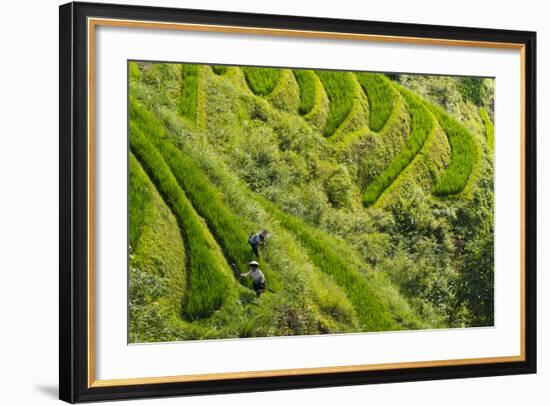 Farmers on the Rice Terrace, Longsheng, Guangxi Province, China-Keren Su-Framed Photographic Print