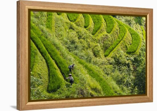 Farmers on the Rice Terrace, Longsheng, Guangxi Province, China-Keren Su-Framed Premier Image Canvas