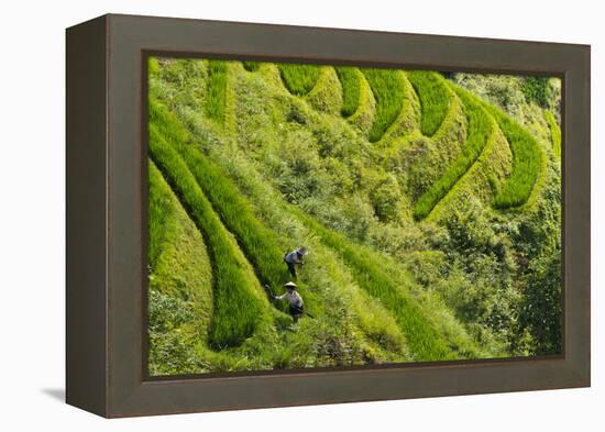 Farmers on the Rice Terrace, Longsheng, Guangxi Province, China-Keren Su-Framed Premier Image Canvas