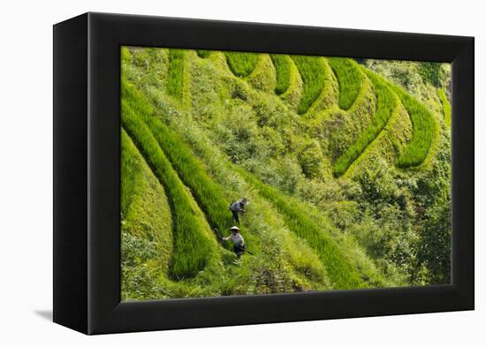 Farmers on the Rice Terrace, Longsheng, Guangxi Province, China-Keren Su-Framed Premier Image Canvas