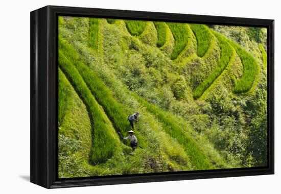 Farmers on the Rice Terrace, Longsheng, Guangxi Province, China-Keren Su-Framed Premier Image Canvas