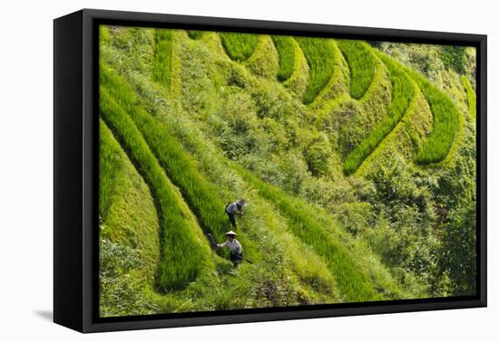 Farmers on the Rice Terrace, Longsheng, Guangxi Province, China-Keren Su-Framed Premier Image Canvas