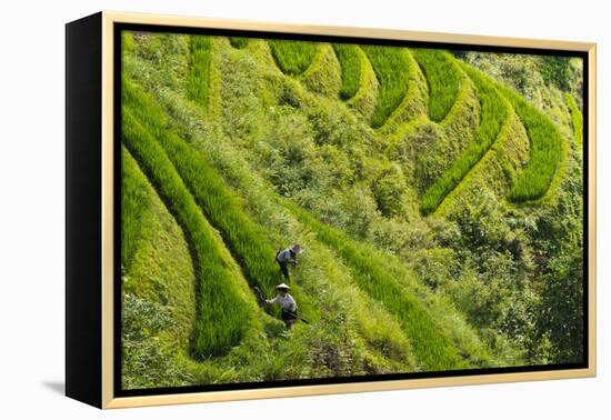 Farmers on the Rice Terrace, Longsheng, Guangxi Province, China-Keren Su-Framed Premier Image Canvas