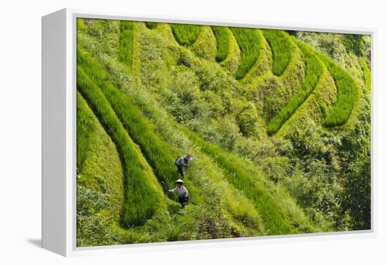 Farmers on the Rice Terrace, Longsheng, Guangxi Province, China-Keren Su-Framed Premier Image Canvas