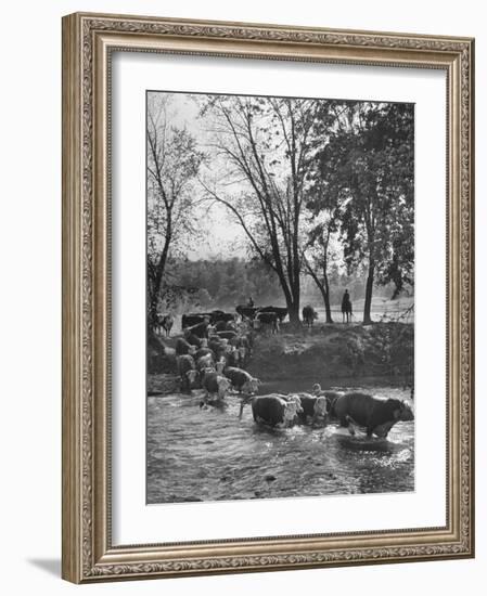 Farmers Rounding Up Bulls, Driving Them Through a Stream-null-Framed Photographic Print