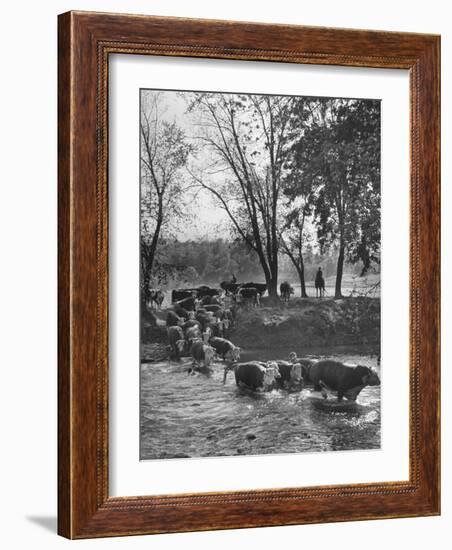 Farmers Rounding Up Bulls, Driving Them Through a Stream-null-Framed Photographic Print