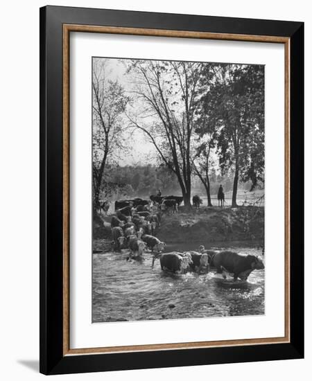 Farmers Rounding Up Bulls, Driving Them Through a Stream-null-Framed Photographic Print