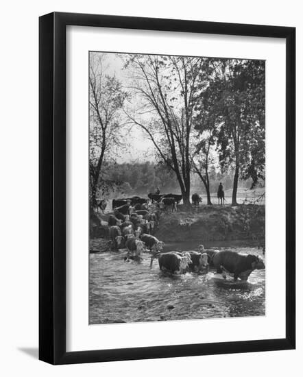 Farmers Rounding Up Bulls, Driving Them Through a Stream-null-Framed Photographic Print