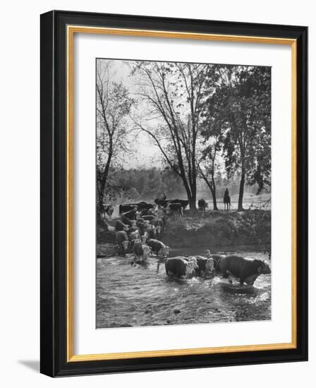 Farmers Rounding Up Bulls, Driving Them Through a Stream-null-Framed Photographic Print