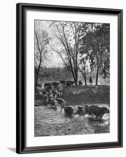 Farmers Rounding Up Bulls, Driving Them Through a Stream-null-Framed Photographic Print