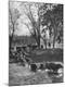Photographic Print