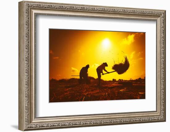 Farmers Silhouettes at Sunset. Rice Grain Threshing during Harvest Time in Northern Thailand-Banana Republic images-Framed Photographic Print