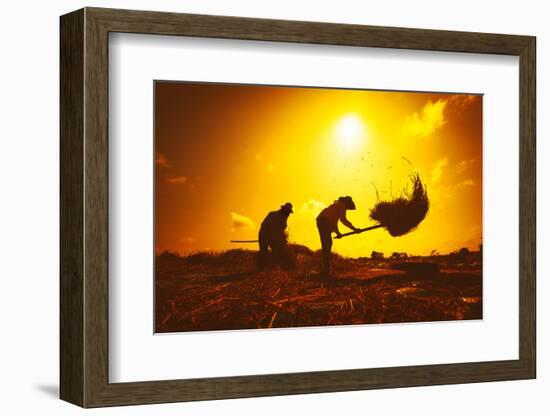 Farmers Silhouettes at Sunset. Rice Grain Threshing during Harvest Time in Northern Thailand-Banana Republic images-Framed Photographic Print