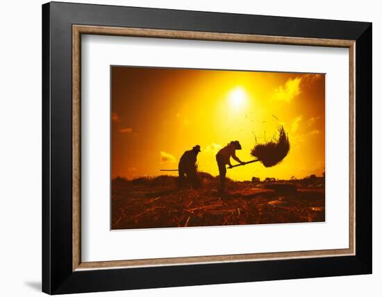 Farmers Silhouettes at Sunset. Rice Grain Threshing during Harvest Time in Northern Thailand-Banana Republic images-Framed Photographic Print