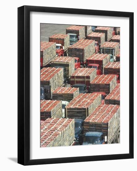 Farmers' Trucks, Each Carrying an Average of 400-500 Lugs of Tomatoes, Outside Campbell's Soup Co-Art Rickerby-Framed Photographic Print