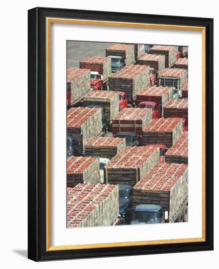 Farmers' Trucks, Each Carrying an Average of 400-500 Lugs of Tomatoes, Outside Campbell's Soup Co-Art Rickerby-Framed Photographic Print