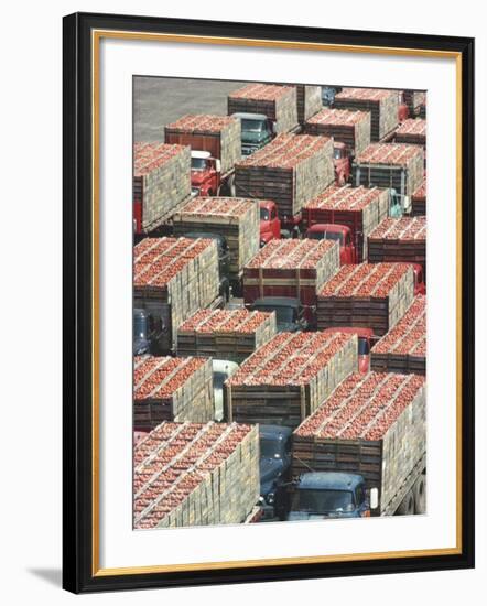 Farmers' Trucks, Each Carrying an Average of 400-500 Lugs of Tomatoes, Outside Campbell's Soup Co-Art Rickerby-Framed Photographic Print