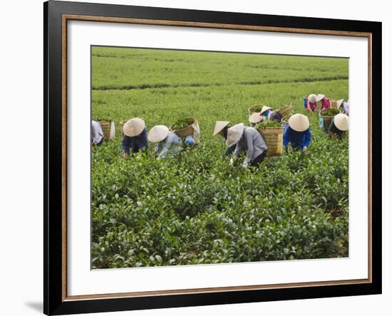 Farmers Wearing Conical Hat Picking Tea Leaves at Tea Plantation, Vietnam-Keren Su-Framed Photographic Print