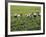 Farmers Wearing Conical Hat Picking Tea Leaves at Tea Plantation, Vietnam-Keren Su-Framed Photographic Print