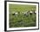 Farmers Wearing Conical Hat Picking Tea Leaves at Tea Plantation, Vietnam-Keren Su-Framed Photographic Print