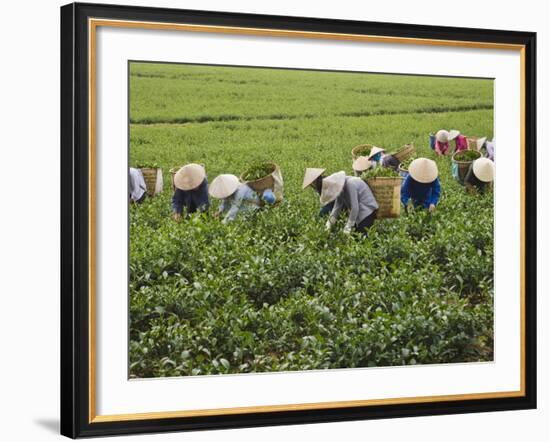 Farmers Wearing Conical Hat Picking Tea Leaves at Tea Plantation, Vietnam-Keren Su-Framed Photographic Print