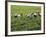 Farmers Wearing Conical Hat Picking Tea Leaves at Tea Plantation, Vietnam-Keren Su-Framed Photographic Print