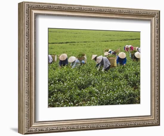 Farmers Wearing Conical Hat Picking Tea Leaves at Tea Plantation, Vietnam-Keren Su-Framed Photographic Print