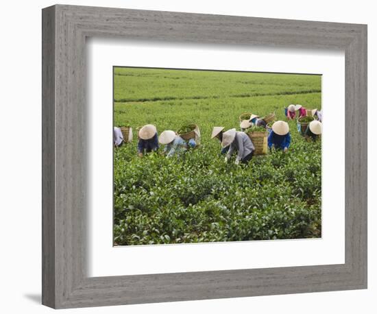 Farmers Wearing Conical Hat Picking Tea Leaves at Tea Plantation, Vietnam-Keren Su-Framed Photographic Print