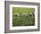 Farmers Wearing Conical Hat Picking Tea Leaves at Tea Plantation, Vietnam-Keren Su-Framed Photographic Print