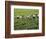 Farmers Wearing Conical Hat Picking Tea Leaves at Tea Plantation, Vietnam-Keren Su-Framed Photographic Print